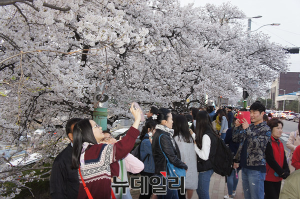 ▲ 8일 충북 청주시 무심천 벚꽃길에서 셀카를 찍는 사람들.ⓒ김종혁 기자
