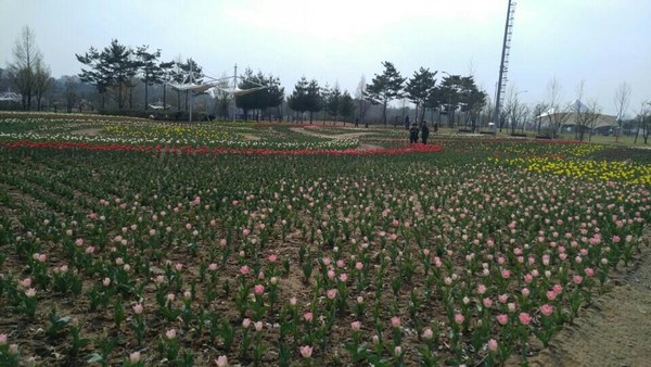 ▲ 충북 청주시 문암생태공원 튤립 꽃밭, 오는 20일 만개할 예정이다.ⓒ청주시