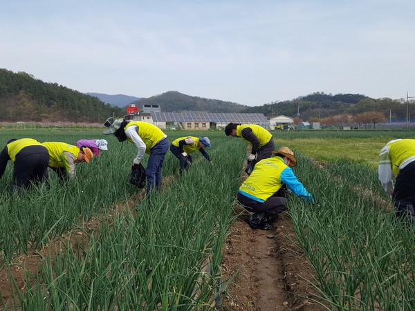 ▲ 경북농협 임직원들이 지난 14일 청도군 이서면 일대 농가를 찾아 바쁜 일손에 힘을 보탰다.ⓒ경북농협