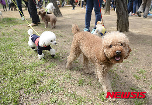 ▲ 펫산업 규모가 2020년 6조원대를 기록할 것으로 전망되면서 애완동물 관련 학과들의 경쟁률이 상승한 것으로 나타났다. 이와 달리 조선·해운·항만 학과들은 경기 불황 등으로 인기가 줄어들고 있다. ⓒ뉴시스