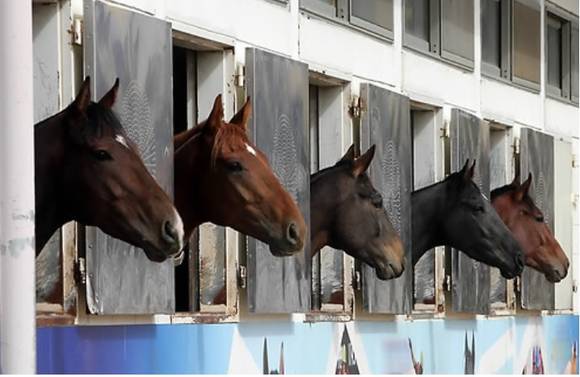 ▲ 한국마사회 말 축사(stable)모습 ⓒ연합