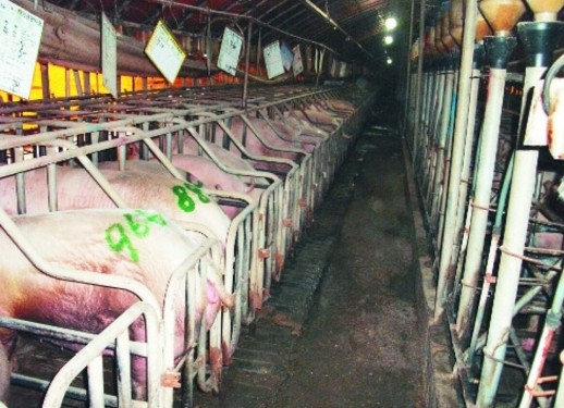 ▲ 대규모 돼지 사육농장.ⓒ보은군