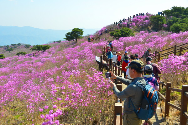 ‘제21회 비슬산 참꽃 문화제’에 60여만명이 넘는 역대 최대 인파가 찾은 것으로 나타났다. 사진은 비슬산 자연휴양림을 찾은 관광객들.ⓒ달성군