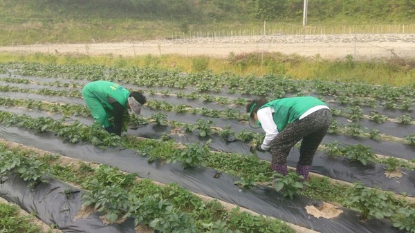 ▲ 김천시 봉산면 새마을협의회는 지난 3일 독거노인 가정 등 어려운 이웃을 위한 감자밭 잡초제거 작업에 나섰다.ⓒ김천시