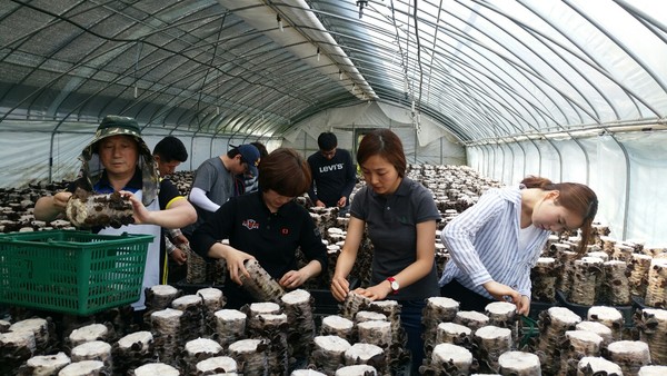 ▲ 괴산군 기획감사실 직원 20여명이 8일 표고버섯 농가에 일손돕기을 돕고 있다.ⓒ괴산군