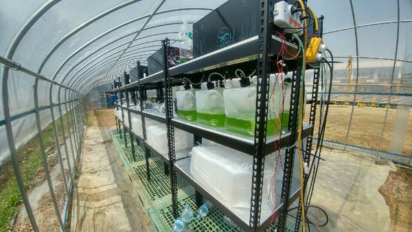 ▲ 클로렐라 배양 모습.ⓒ괴산군