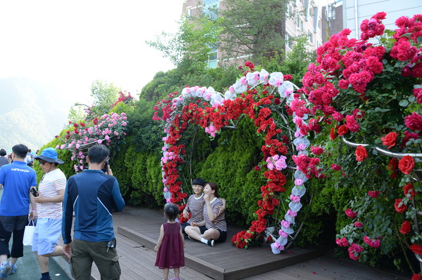 ▲ 지난해 장미의 향연.ⓒ단양군
