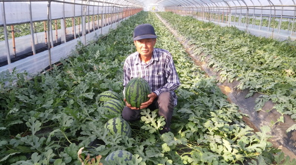 ▲ 충북 청주시 오송바이오 수박연구회 김종학 반장이 ‘청원생명 맛찬동이’ 수박을 들어보이고 있다.ⓒ청주시