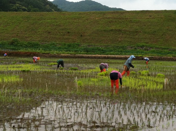 ▲ 유색벼를 심는 모습.ⓒ괴산군