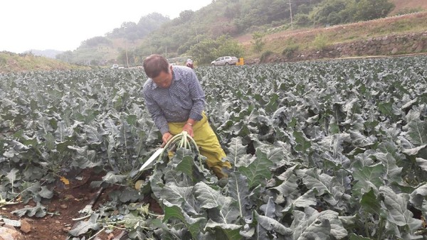 ▲ 피롤농법으로 재배하고 있는 양채류.ⓒ제천시