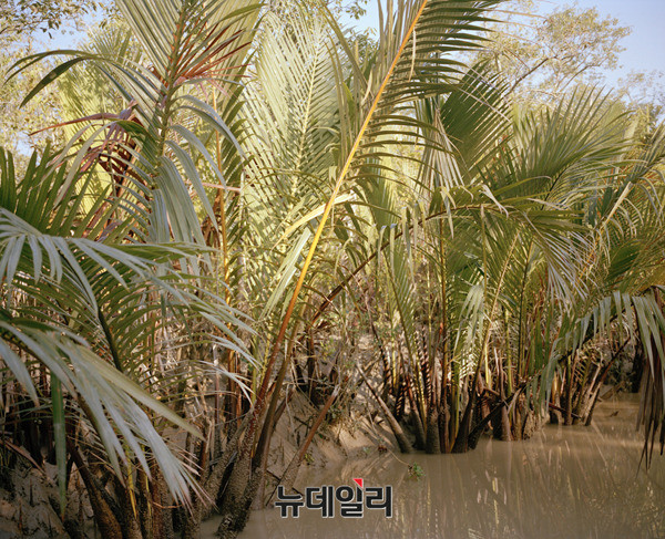 ▲ Mangrove forests 15-03  2015  Archival Pigment Print  50 x 40 cm ⓒJonsung Paul Choe