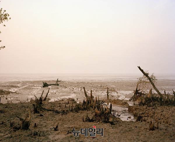 ▲ Mangrove forests 15-01  2015  Archival Pigment Print  50 x 40 cm ⓒJonsung Paul Choe