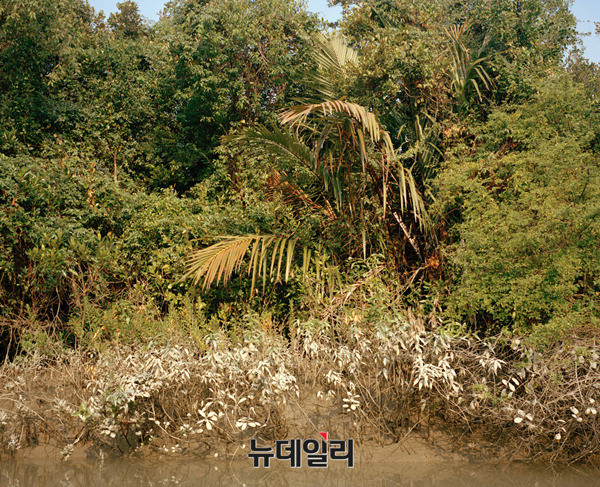 ▲ Mangrove forests 15-42  2015  Archival Pigment Print  50 x 40 cmⓒJonsung Paul Choe