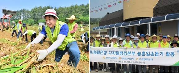 ▲ 이강신 농협은행 부행장(사진 왼쪽)이 수확한 마늘을 정리하고 있다. 지난 8일 경기도 여주시 금사면에 위치한 궁리마을을 찾은 농협은행 디지털뱅킹본부 임직원들이 농촌 일손돕기 활동을 가졌다. ⓒNH농협은행