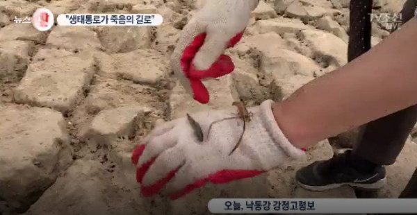 ▲ 문재인 대통령의 낙동강 강정고령보 수문 개방 지시로 수위로 낮아져 어도에 물이 통하지 않게 되면서, 물고기와 민물새우들이 떼죽음을 당했다. ⓒTV조선 방송화면 갈무리