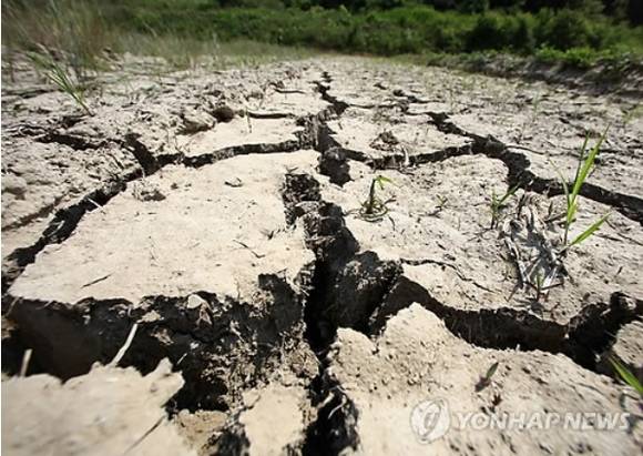 ▲ 충남 서산지역의 가뭄현장ⓒ연합