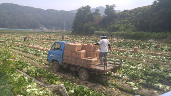 ▲ 봄배추 작업 장면.ⓒ괴산군