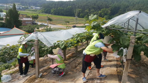 ▲ 농협유통 임직원 20여명이 파주 동문1리 마을에서 포도 봉지 씌우기 작업을 하고 있다. ⓒ농협유통