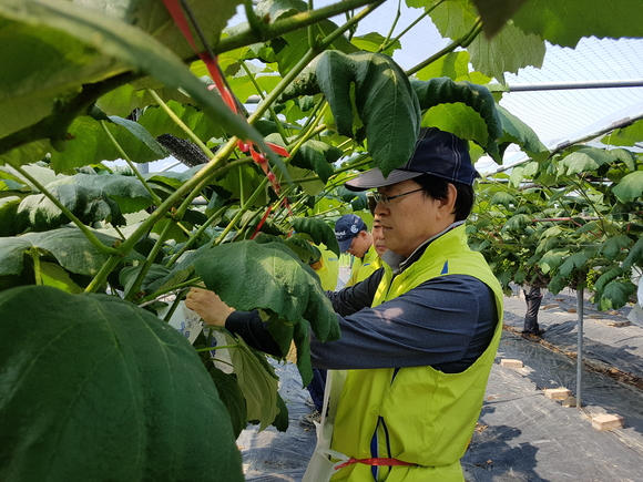 ▲ NH농협금융지주 김용환 회장과 임직원들은 지난 18일 인천 강화군 소재 포도 농가에서 포도 봉지 씌우기 활동을 실시했다.ⓒNH농협금융지주