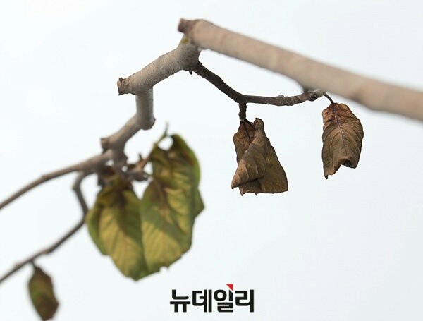 ▲ 서울로 7017에 식재된 수목이 뜨거운 열기에 고사하는 현상이 속출하고 있다. ⓒ 뉴데일리 공준표 기자