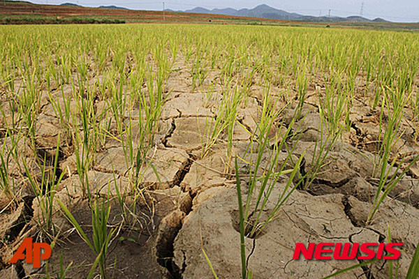 ▲ 북한이 최근 가뭄으로 상당한 피해를 보고 있다고 유엔 OHCA가 밝혔다. 사진은 2015년 6월 북한 가뭄당시 갈라진 논. ⓒ뉴시스- AP. 무단전재 및 재배포 금지.