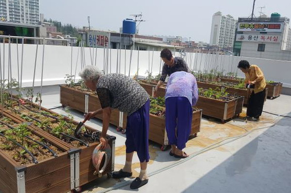 ▲ 대구 달서구 용산1동(동장 송석정)이 독거노인의 활기찬 삶을 위한 ‘할매는 도시농부’사업을 시작했다. 사진은 옥상 유휴공간 활용한 텃밭 조성 모습.ⓒ달서구