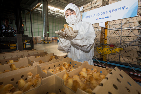 ▲ 대한항공은 지난해부터 이어진 조류인플루엔자(AI) 사태 해결을 위해 초생수(부화 직후의 병아리) 대량 수송에 나선다고 13일 밝혔다.ⓒ대한항공