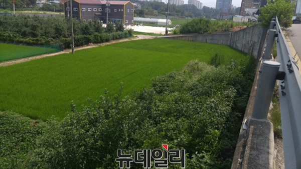 ▲ 충북 청주시 관문인 가로수길의 중간지점인 주봉마을 입구 논에 장례식장 신설 움직임이 일고 있어 주민들이 크게 반말하고 있다.ⓒ김종혁 기자