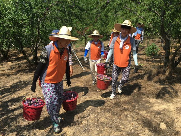 ▲ 한전 대구지역본부(본부장 고현욱) 사회봉사단은 지난 13일 경산시 와촌면 대동2리 일대에서 ‘가뭄극복을 위한 농촌 일손돕기’ 봉사활동을 전개했다.ⓒ한전 대구본부