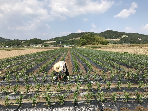 ▲ 군위군이 쌀 공급과잉과 재고량 증가로 인한 쌀 수급문제 대응을 위한 ‘논 타작물 재배지원 사업’ 추진을 통해 약 120ha를 타작물 전환 성과를 냈다.ⓒ군위군