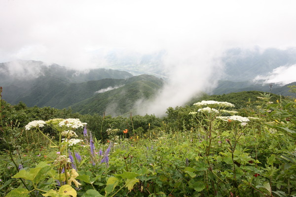 ▲ 단양소백산 여름 들꽃(야생화).ⓒ단양군