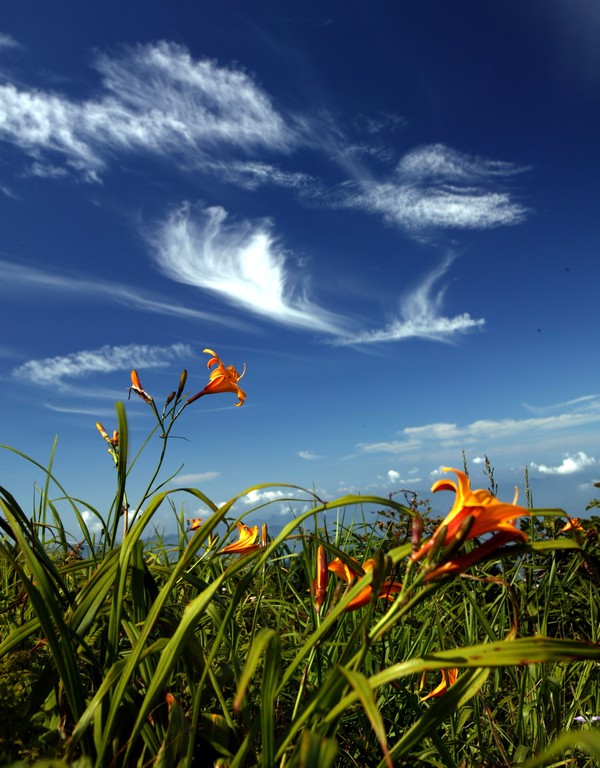 ▲ 소백산 야생화 원추리.ⓒ단양군