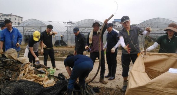 ▲ 정효진 본부장을 비롯한 충북경자청 직원들이 24일 오송읍의 무너진 비닐하우스에서 일손을 돕고 있다.ⓒ충북도