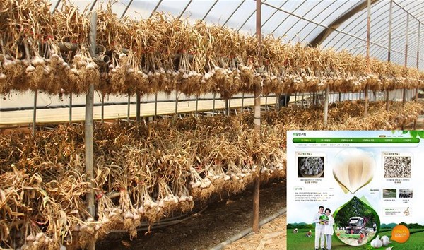 ▲ 단양 황토마늘 건조장면과 홈페이지 개설 모습.ⓒ충북도