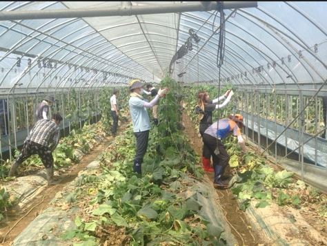 ▲ 농림축산식품부 직원들이 청주시 등 7개 지역에서 수해복구 일손을 돕고 있다.ⓒ충북도