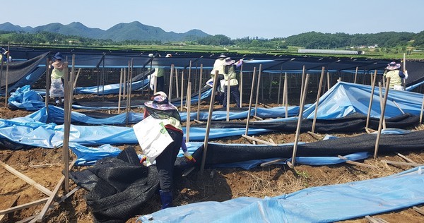 ▲ 한국철도시설공단 직원들이 27일 충북 괴산군 괴산읍 제월리 인삼밭에서 수해를 입은 농가에서 복구작업을 펼치고 있다.ⓒ한국철도시설공단