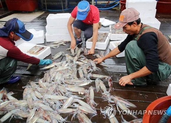 ▲ 오징어.ⓒ연합뉴스