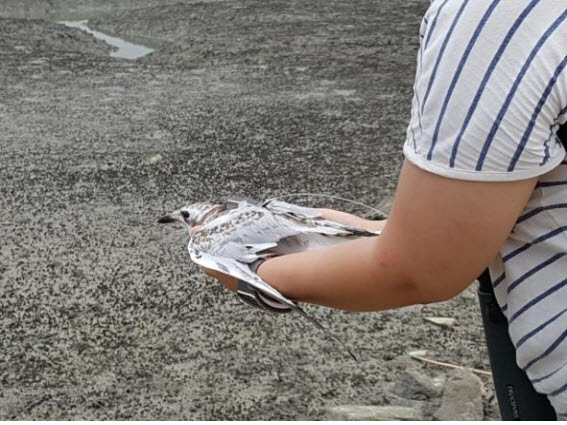 ▲ 검은머리갈매기 방사 모습.ⓒ한국교원대학교