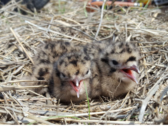 ▲ 검은머리갈매기 유조.ⓒ한국교원대학교
