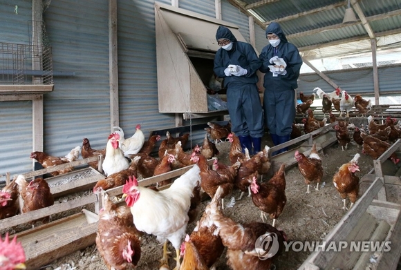 ▲ 산란계 농장 살충제 전수조사.ⓒ연합뉴스