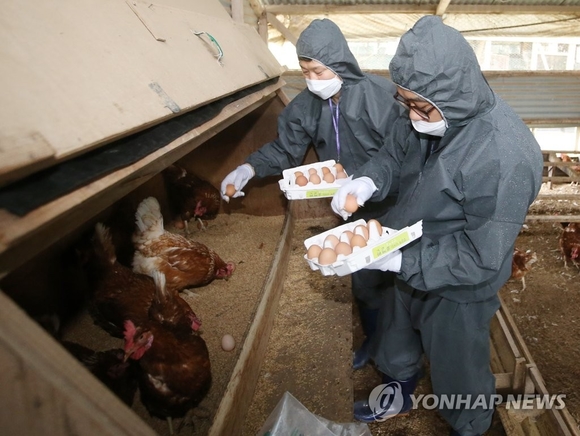 ▲ 달걀 살충성분 조사 위한 시료 채취.ⓒ연합뉴스