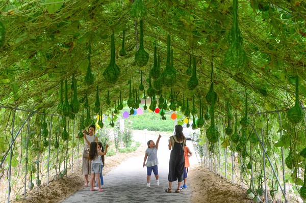 ▲ 작은 산골마을에 요즘 조롱박이 터널을 이루고 주렁주렁 매달려 있어 보는 이들의 눈길을 사로잡고 있다.ⓒ음성군