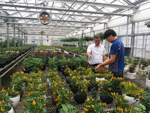 ▲ 올해 전시할 고추분재.ⓒ괴산군