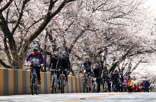 ▲ 옛 37번 국도는 4월 초·중순 벚꽃 터널이 펼쳐지는 명소다.ⓒ옥천군