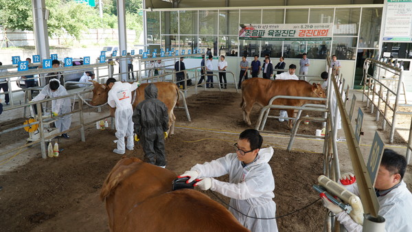 ▲ 지난 29일 선산 가축시장에서 2017년 경북한우 경진대회 장면.ⓒ경북농협