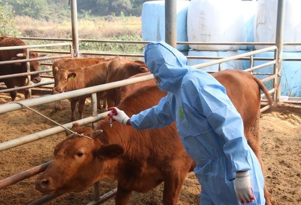 ▲ 충북도 축산방역본부의 구제역 백신 접종 모습.ⓒ충북도