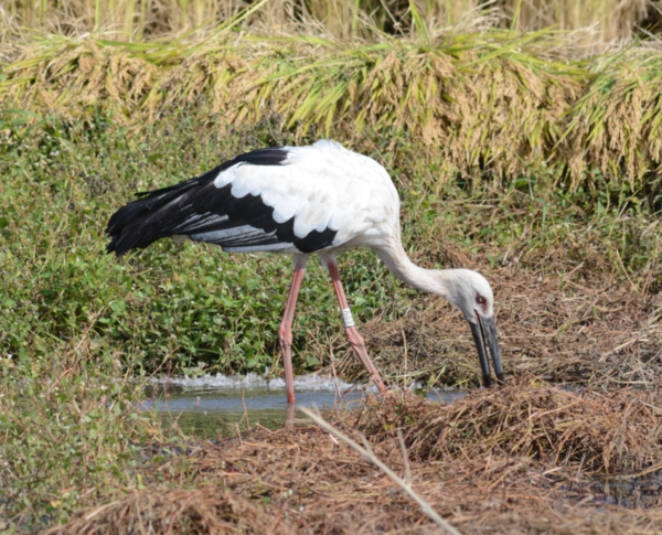 ▲ 한국교원대학교 황새생태연구원에서 방사한 황새가 환경에 잘 적응하고 있다.ⓒ한국교원대