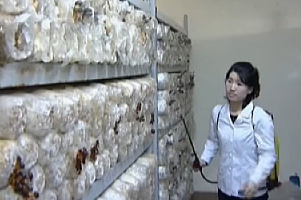 ▲ 사진은 '북한 국가과학원 중앙버섯연구소' 관련 '버섯 생산 공업화의 돌파구를 열어나간다'는 제목의 北선전매체 선전영상 일부.ⓒ北선전매체 선전영상 화면캡쳐