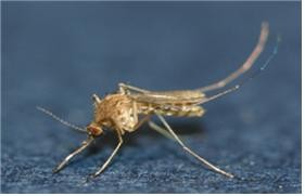 ▲ 일본뇌염 매개모기인 작은빨간집모기.ⓒ대구시