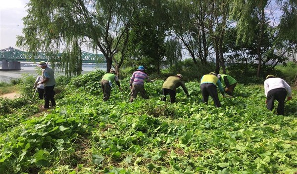 ▲ 서울시 한강사업본부가 한강변 생태계 교란식물 제거 작업에 나선다고 25일 밝혔다. 사진은 지난 8월 한강 노들섬에서 한강사업본부 관계자들이 '가시박'을 제거하는 현장.ⓒ서울시 제공.